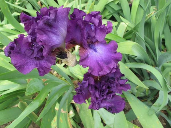 Blooming Bright Iris Flower Juicy Purple Color Green Narrow Leaves Royalty Free Stock Photos