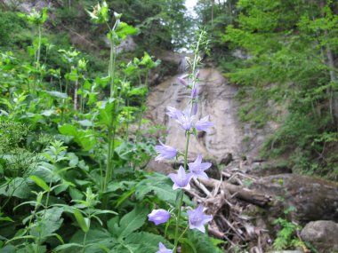 Bir çan çiçeğinin (Campanula alpina) uzun ve zarif bir soluk leylak çiçeğinin üzerinde yeşil bitkilerin arka planına ve arka planda bir dağ şelalesine yakın plan, Karpatya bitkileri
