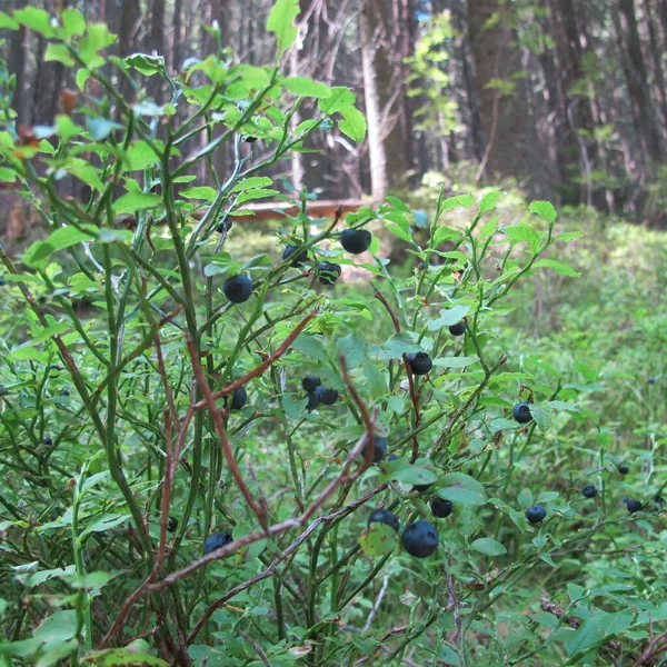 Vista Panorámica Arbusto Arándanos Con Bayas Maduras Color Azul Oscuro — Foto de Stock