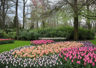 Beyaz nergisler, koyu pembe ve açık pembe laleler yeşil çalılar ve yeşil çimenler arasında bir bahar günü, Keukenhoff çiçek parkı, Hollanda
