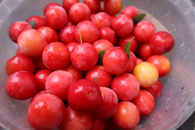 Olgun sulu kiraz eriğinin kırmızı meyveleri, taze meyve hasadı