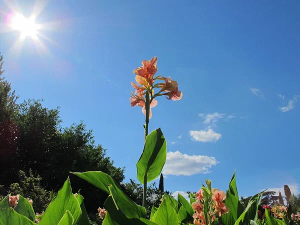 Uma Flor Canna Com Pétalas Brilhantes Folhas Verdes Sol — Fotografia de Stock