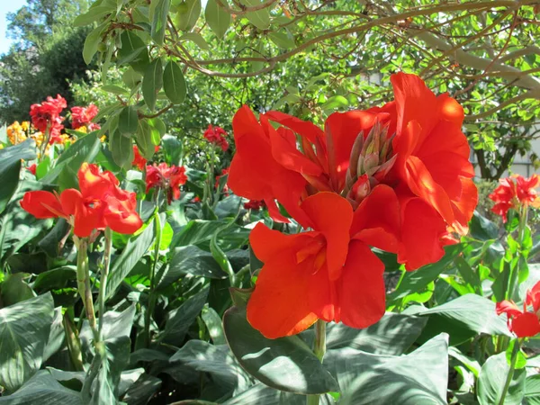 Brilhante Escarlate Vermelho Cannes Flores Dia Ensolarado Entre Folhas Verdes — Fotografia de Stock