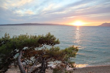 Gün batımında mavi denizin arka planında çam dalları. Adriyatik kıyısında günbatımı manzarası. Denizin arka planında yeşil çam ağacı, batan güneş ve bulutlar.