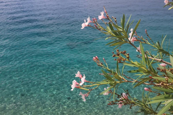 Flowers of pink oleander against the backdrop of the turquoise Adriatic Sea.Scenic view of pink oleander flowers against the backdrop of turquoise blue water on a sunny day