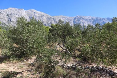Güneşli bir yaz gününde zeytinliğin ve dağların manzarası. Hırvatistan