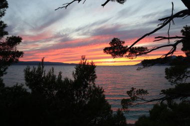 Deniz kıyısında portakal pembesi bir günbatımının arka planında çam dalları var. Güneş ufukta görünüyor.