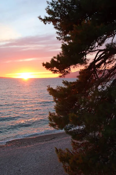 Deniz kenarında deniz batımı, pembe ve turuncu renklerde deniz ve gökyüzü, batan güneş ve Hırvat sahili ışıklarıyla çam dalları aydınlatılıyor