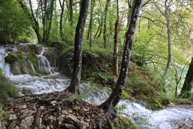 Güzel şelale, yosun ve ağaç kökleriyle kaplanmış kayalar tuhaf desenler çiziyor. Plitvice Gölleri Ulusal Parkı manzarası.