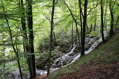 Yoğun bir orman ve yeşil yosun ve Plitvice Gölleri Milli Parkı ile kaplanmış taşlar arasında güzel bir şelale.