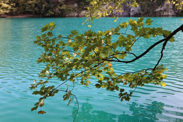 晴れた秋の日には 鮮やかな青の湖に対して黄色の緑の葉 プリトヴィツェ湖国立公園 — ストック写真