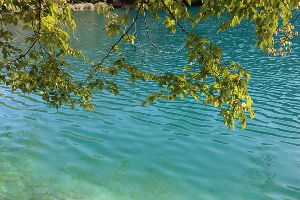 1日に青い紺碧の水を持つ湖の背景に緑黄色の葉を持つ木の枝の風景 プリトヴィツェ湖国立公園 — ストック写真
