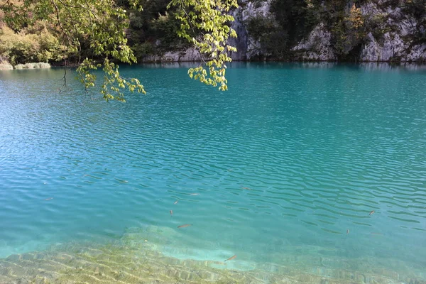 晴れた日にはターコイズブルーの水を持つ湖の景色 プリトヴィツェ湖国立公園 湖の上に緑の葉を持つ木の枝 魚は湖の透明な紺碧の水を通して見えます — ストック写真