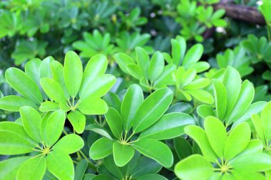 Bahçe ve doğa arka plan ağaç yaprak yeşil