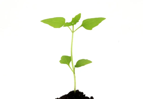 Маленькое Растение Растет Белом Фоне — стоковое фото
