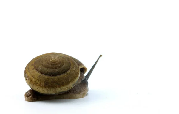 Small Snail Animal White Background — Stock Photo, Image