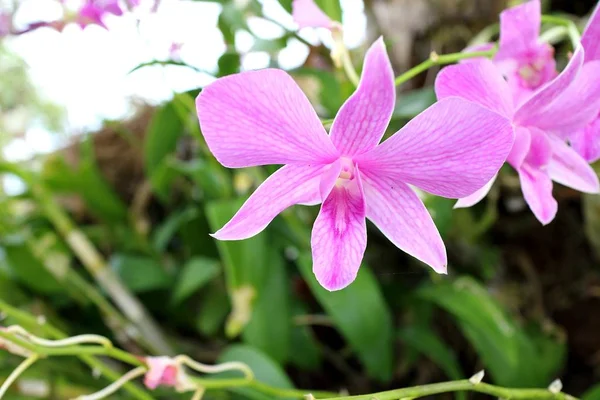 Flor Orquídea Estação Verão Jardim — Fotografia de Stock