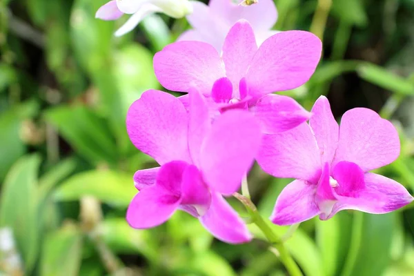 Орхидея Цветок Саду Летний Сезон — стоковое фото