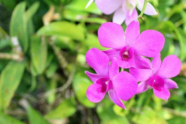 Orchid Flower Garden Summer Season — Stock Photo, Image