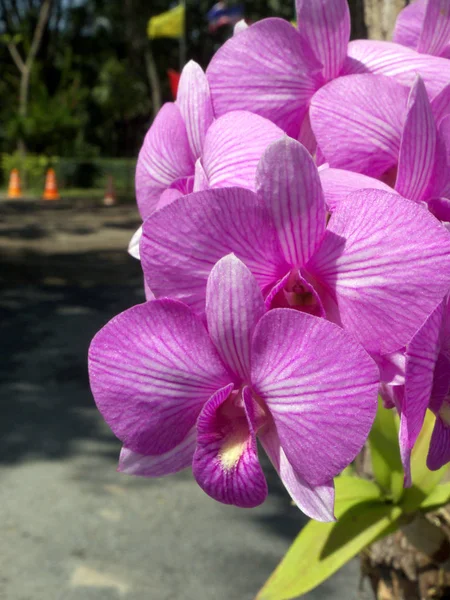 Orchid Flower Garden Summer Season Thailand — Stock Photo, Image