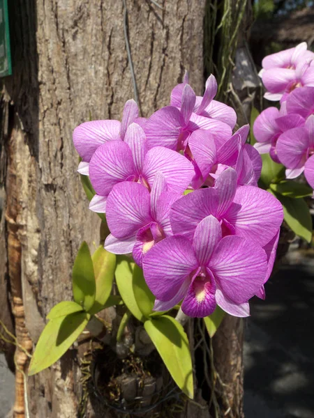 Fleur Orchidée Dans Jardin Saison Estivale Thaïlande — Photo
