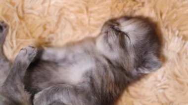 İranlı kedi yavrusu. Küçük şirin vücut yaklaşık 1 aylık. Siyah-gri renk yün halıda uyuyor, yüzün yakın çekimine odaklanıyor..
