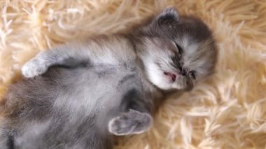 İranlı kedi yavrusu. Küçük, sevimli, yaklaşık 1 aylık, siyah gri, kürk halıya uzanmış, yüzüne odaklanmış.