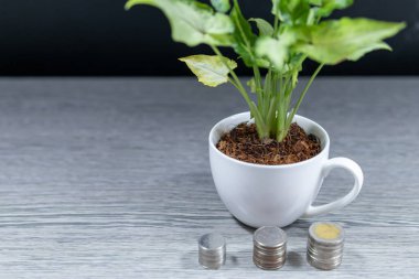 Beyaz kahve fincanındaki bir ağaç Masada bir yığın para (finansal büyüme iş fikri) Üst görünüm