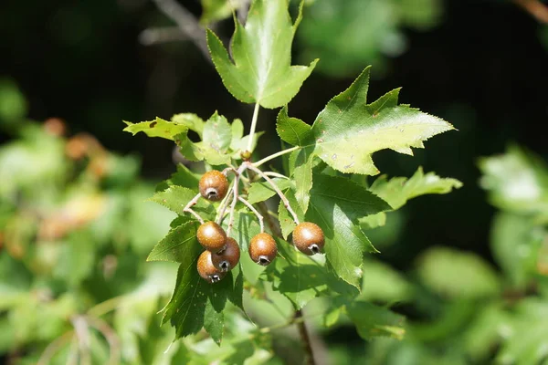 Sorbus torminalis üzümü