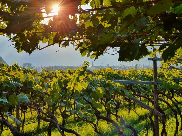 Güney Tyrol, Bolzano yakınlarında pergola tarzı şarap ekimi