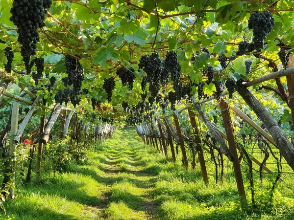 Güney Tyrol 'da pergola tarzı şarap ekimi