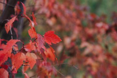 sonbahar arka plan akçaağaç yaprağı kırmızı yeşil dal