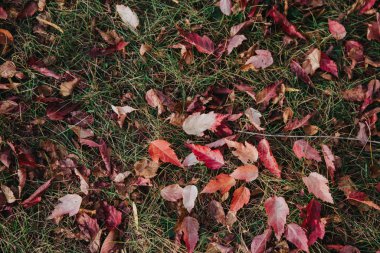 sonbahar arka plan akçaağaç yaprağı kırmızı yeşil çim