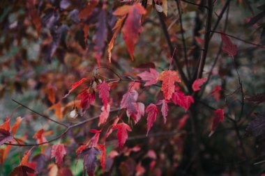 sonbahar arka plan kırmızı yaprak dalı