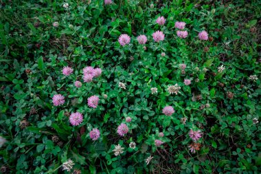 çiçekler yonca mor çayır yeşil