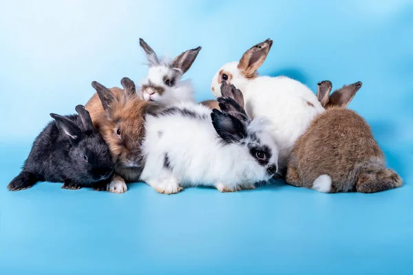 兔群中的许多种类 毛茸茸的 长长的耳朵 可爱的动物和宠物概念的蓝色柔软背景 — 图库照片