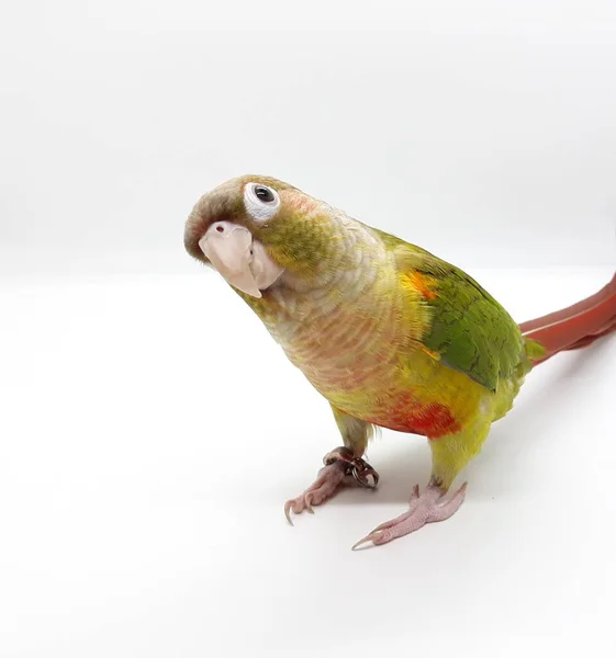 Fechado Greencheek Papagaio Pássaro Inclinado Sua Cabeça — Fotografia de Stock