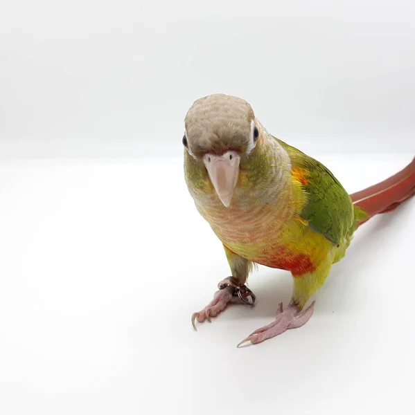 Fechado Greencheek Papagaio Pássaro Olhar Linha Reta — Fotografia de Stock