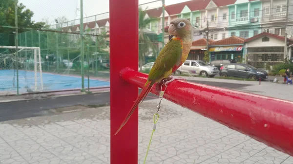 Greencheek Parrot Standing Steel Bar Evening — Stock Photo, Image