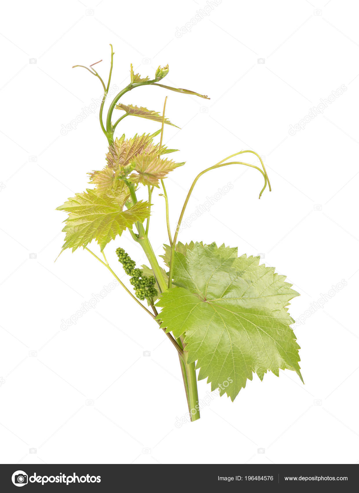 Shaped Green Leaf Vines Isolated On White Background Shaped Green Leaf Vines Isolated On White Background