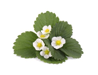 Çilek çiçek ve yaprak beyaz arka plan üzerinde izole.