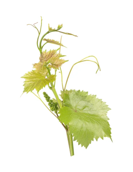 Anggur daun cabang anggur dengan sulur, terisolasi pada latar belakang putih, jalur kliping termasuk. Cabang hijau dari anggur anggur — Stok Foto
