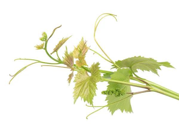 Anggur daun cabang anggur dengan sulur, terisolasi pada latar belakang putih, jalur kliping termasuk. Cabang hijau dari anggur anggur — Stok Foto