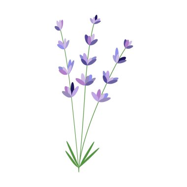 Lavanta çiçeği. Vektör ambalaj tasarım şablonu ve amblem - güzellik ve Kozmetik yağı - lavanta.