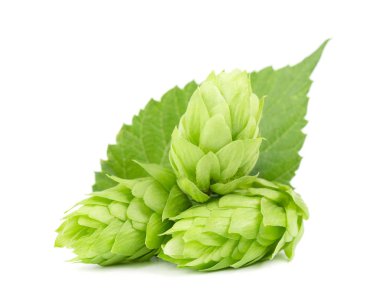 Taze yeşil hop dalı, beyaz arka planda izole edilmiş. Bira ve ekmek yapmak için zıplama külahları. Kapat..
