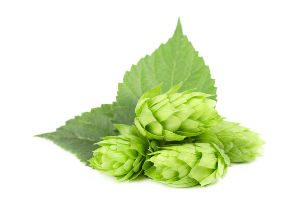 Fresh green hop branch, isolated on a white background. Hop cones for making beer and bread. Close up.