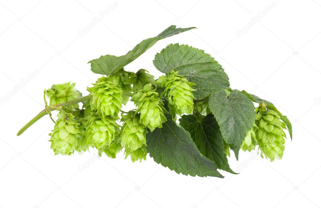 Fresh green hop branch, isolated on a white background. Hop cones for making beer and bread. Close up.
