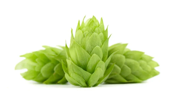 Branche fraîche de houblon vert, isolée sur fond blanc. Cônes de houblon pour faire de la bière et du pain. Gros plan. — Photo