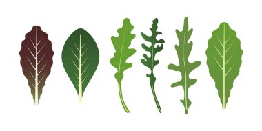 Salata karışımı bırakır. Roka, ıspanak ve marul yaprağı. Düz stil vektör çizim ayarla.