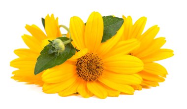 Beyaz arka plan üzerinde izole calendula çiçekler. Kadife çiçeği çiçek şifalı otlar.